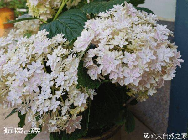 绣球只长叶子不开花是什么原因(绣球不开花到底怎么回事)-图片8